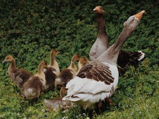 Appartamento per vacanze Zellberg Registrazione all'aperto 11