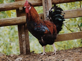 Vakantieappartement Zellberg Buitenaudio-opname 12