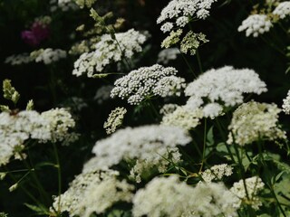 Appartamento per vacanze Zellberg Ambiente 24