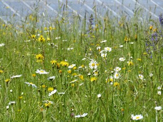 Hinterm Haus, Higth Tech und Natur vertragen sich gut