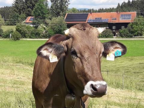 Ferienwohnung Hiemer 2