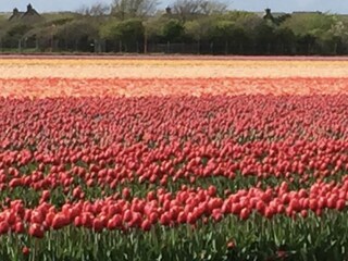 Casa per le vacanze Julianadorp Registrazione all'aperto 3