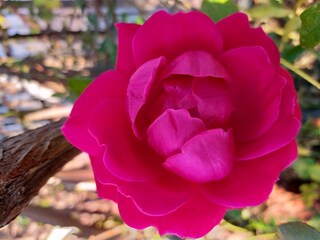 In the garden you will find this