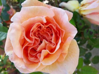 In the garden you will find this