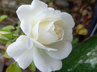 rose from the garden