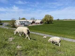 Gut Tossens - beste Lage, direkt am Deich