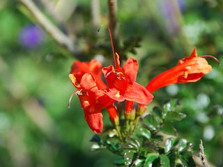 Casa Flores - BLumen