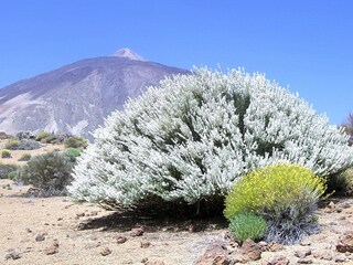 Casa Flores - Teide Ginster