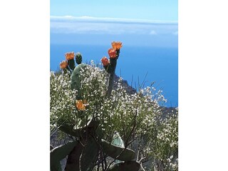 Cactus und Meer