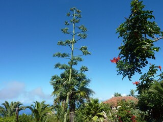 Agaven, Palmen, Flores