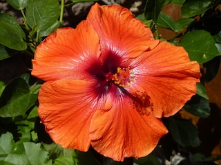 Casa Flores  -  Hibiscus