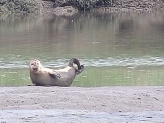 Robben in der Natur zu finden