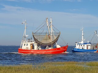 Die Heimat und die Rubin auf der Rückfahrt