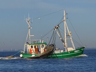 Die Seestern bei der Arbeit