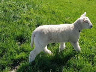 Osterlamm auf dem Deich