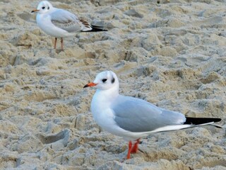 Möwe am Strand
