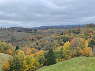 Herbstlicher Mischwald