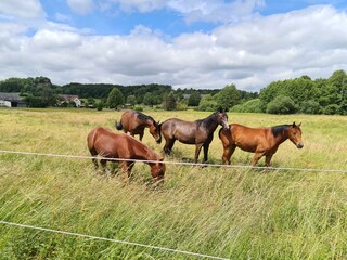Pferde vom Reitstall auf den umliegenden Weiden