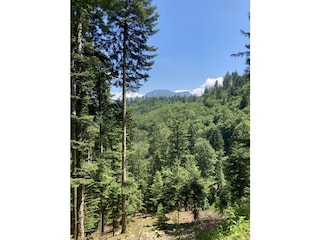 auf einer Wanderung im Münstertal