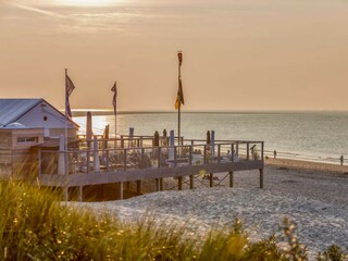 Seehunde Oosterschelde