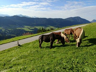 Brandterhof_Brandenberg_Alpbachtal_Unsere Noriker