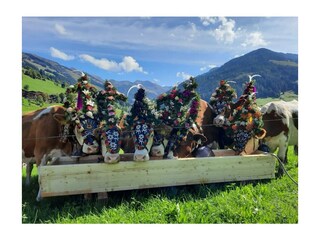 alpbachloft_alpbachtal_almabtriebinnerache
