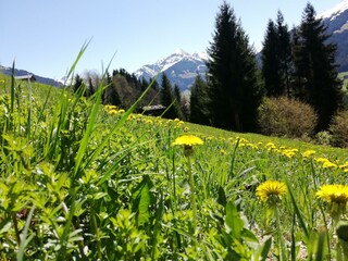 Moaeben Alpbach Frühling im Tal