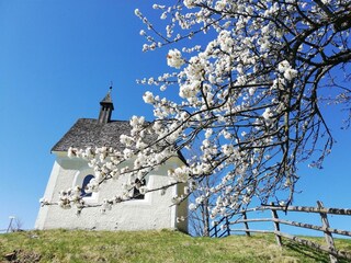 Moaeben Alpbach. Kirschblüte