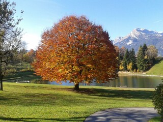 Moaeben Alpbach Herbstbaum am See