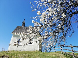Moaeben Alpbach. Kirschblüte