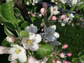 Moaeben Alpbach. Apfelblüte