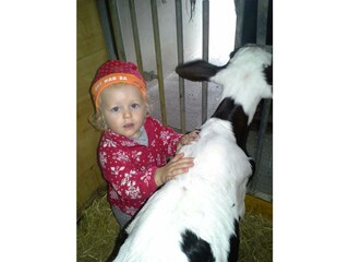 Denggalahof_Münster_Alpbachtal_Kalb