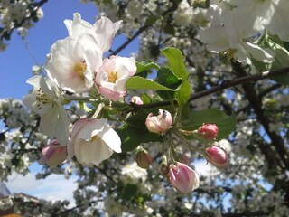 Apfelblüte_Denggalahof_Alpbachtal