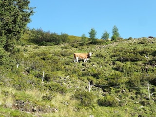 Kühe auf der Almweide