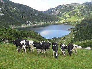 Jungvieh_ Zireinersee_Denggalahof_Alm_Wanderung