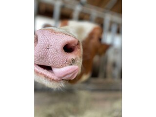 _Urlaub_am_denggalahof_alpbachtal