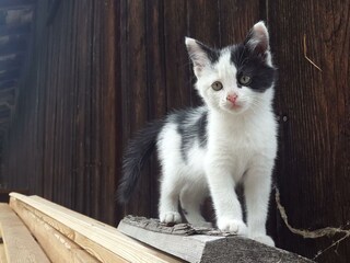 Bauernhofkatze