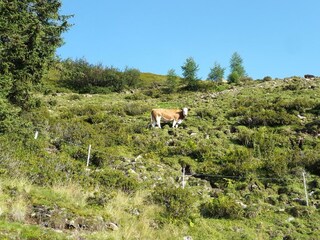 Kühe auf der Almweide