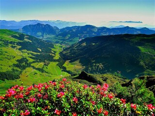 Wiedersbergerhorn Almrosen