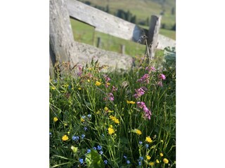 Riverside_Alpbachtal_Blumenwiese