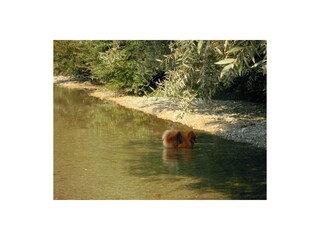 Ferienwohnung Pirhofer_Wasserspaß für Hunde