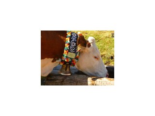 Wörglerhof, Kuh am Trog