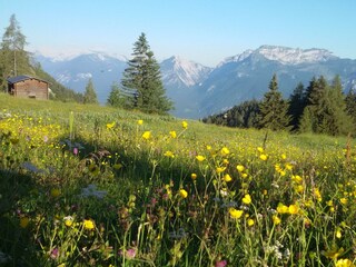 Moaeben Alpbach Holralm