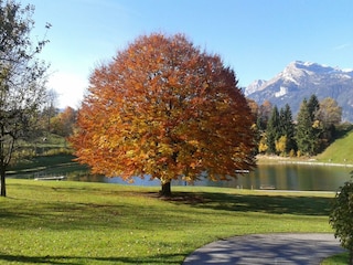 Moaeben Alpbach Baum am See >Herbst