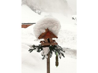 Moaeben Alpbach. Zu viel Schnee