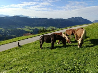 Brandterhof_Brandenberg_Alpbachtal_Unsere Noriker