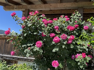 Aussergraben_Alpbach_Garten
