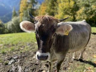 Aussergraben_Alpbach_Tiere