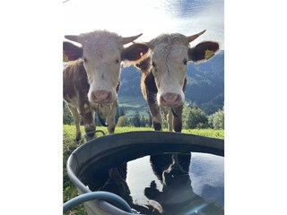 Aussergraben_Alpbach_Tiere