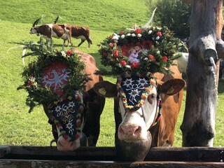 Almabtrieb im Herbst